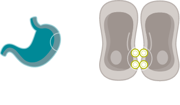 CLDN18.2 in healthy gastric epithelial cells.